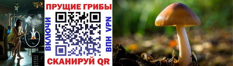 Галлюциногенные грибы Psilocybe  Лангепас 